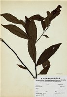 藏品(臺灣山桂花)的圖片